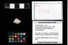 Foto (Objekt + Etikett) von Goniodromites bidentatus (Reuss, 1858)  (NHMW-GEO-2014-0194-0187)
